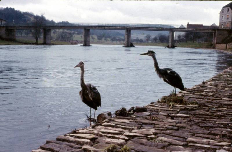 60er Jahre Bild Nr.028